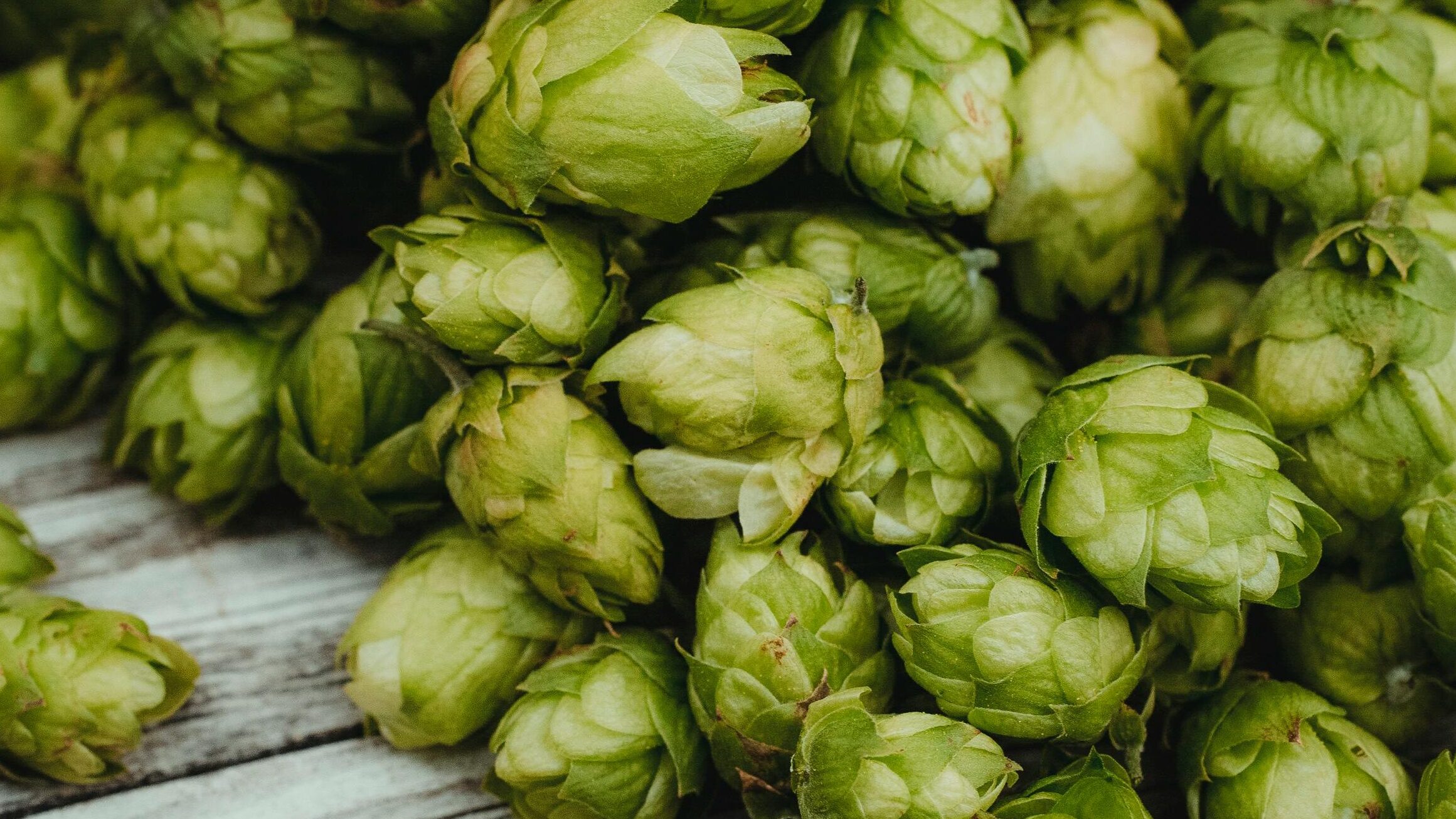 Free stock photo of agrar, agriculture, ale brewer